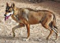 /album/photo-gallery-soorten-wolven/arabische-wolf-jpg/